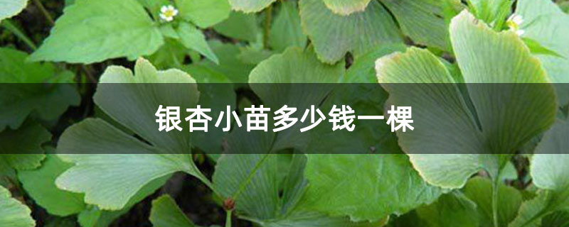 銀杏小苗多少錢(qián)一棵 銀杏小苗多少錢(qián)一棵