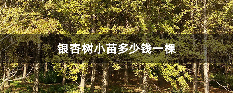 銀杏樹小苗多少錢一棵 銀杏樹小苗多少錢一棵