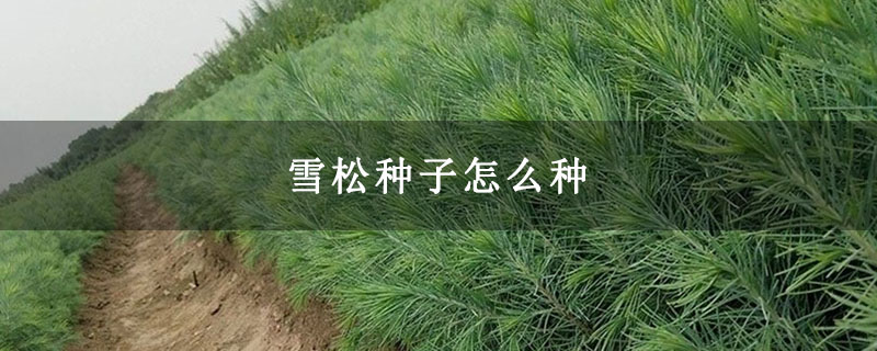 雪松小苗 雪松小苗
