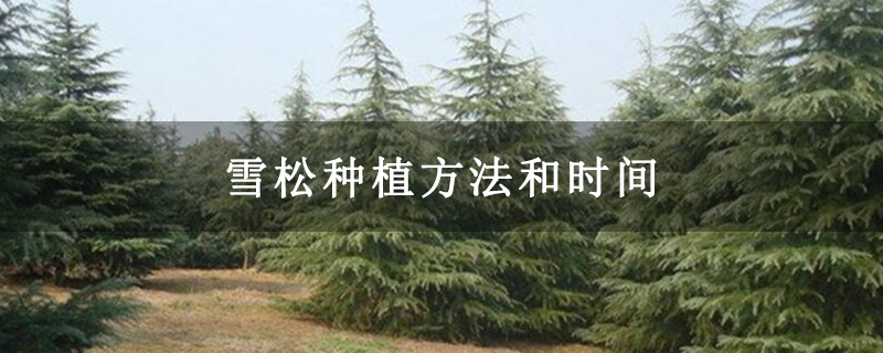雪松種植方法和時(shí)間