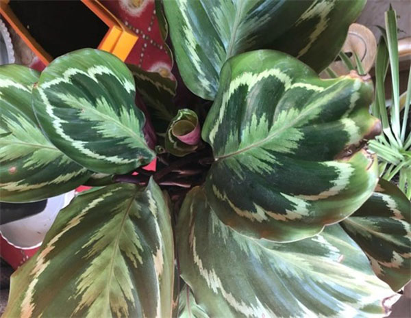 花葉竹芋 花葉竹芋