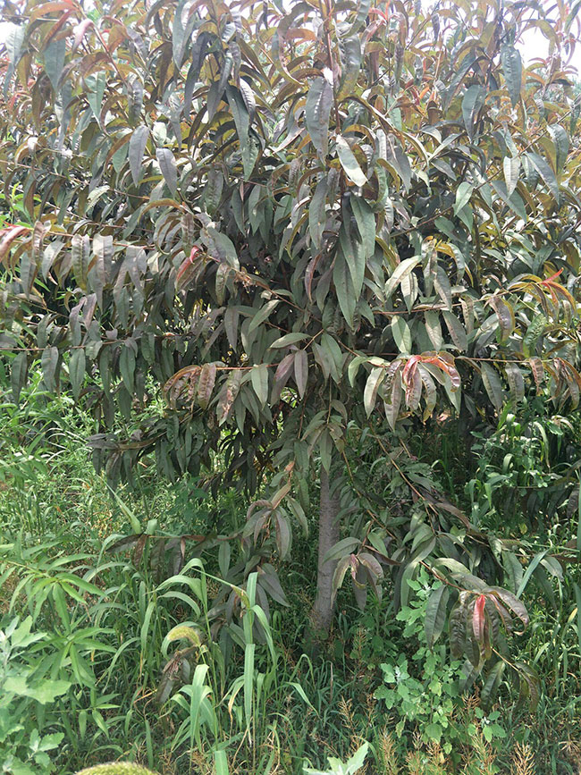 紅葉碧桃種子如何種植?紅葉碧桃種植經(jīng)驗(yàn)