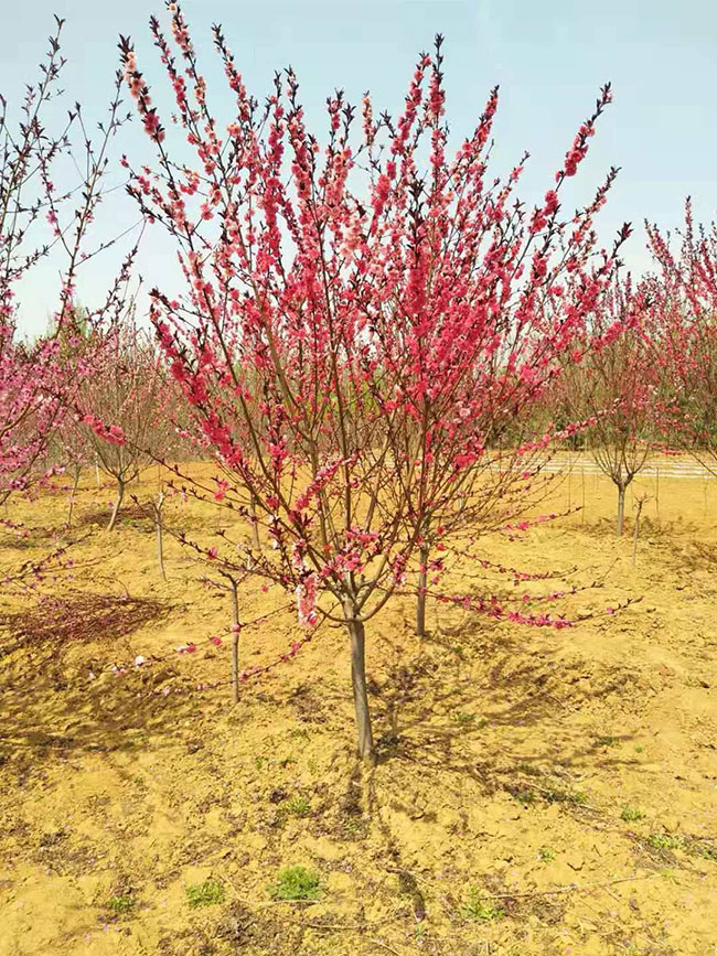 紅葉碧桃種子如何種植?紅葉碧桃種植經(jīng)驗(yàn)