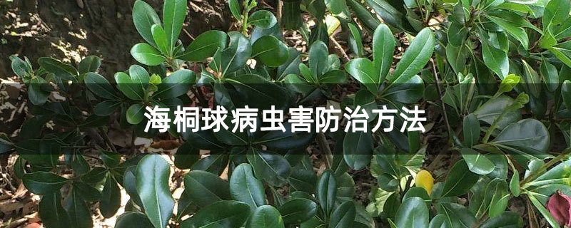 海桐球病蟲(chóng)害防治方法
