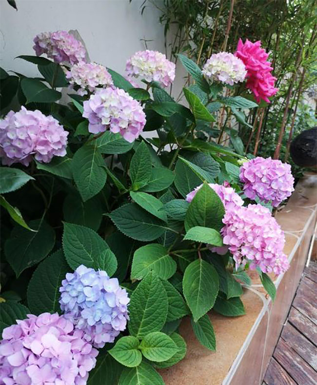 繡球花