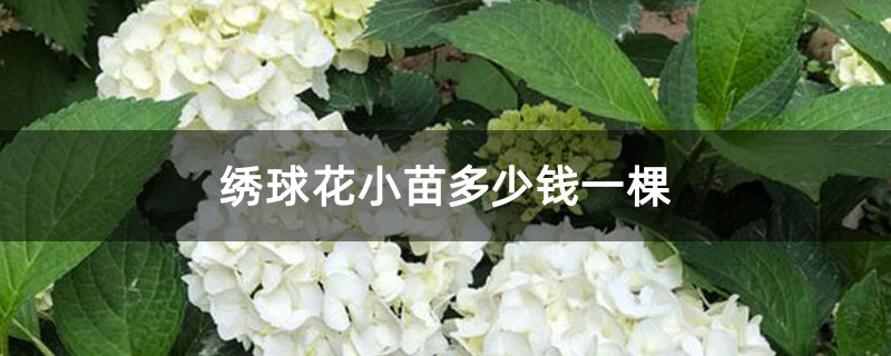 繡球花小苗多少錢一棵 繡球花小苗多少錢一棵