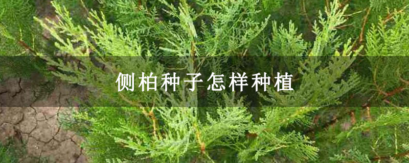側柏種子怎樣種植