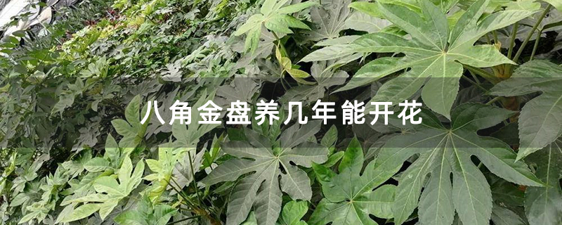 八角金盤養(yǎng)幾年能開花
