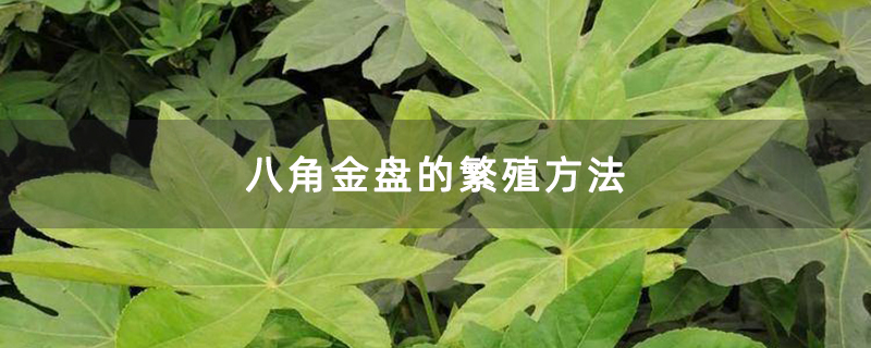八角金盤(pán)的繁殖方法