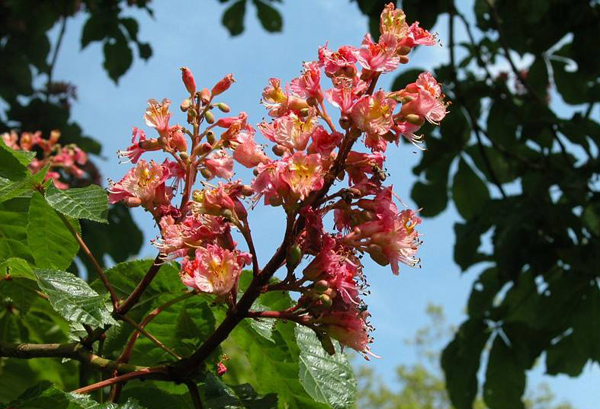 紅花七葉樹