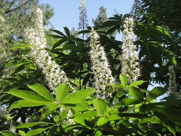 七葉樹開花