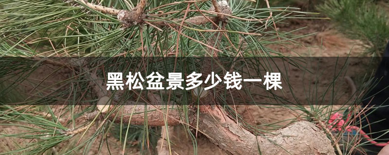 黑松盆景多少錢(qián)一棵