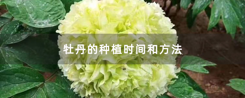 牡丹的種植時間和方法
