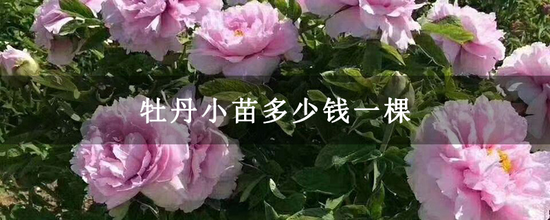 牡丹小苗多少錢一棵 牡丹小苗多少錢一棵