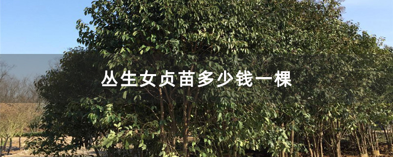 叢生女貞苗多少錢一棵 叢生女貞苗多少錢一棵