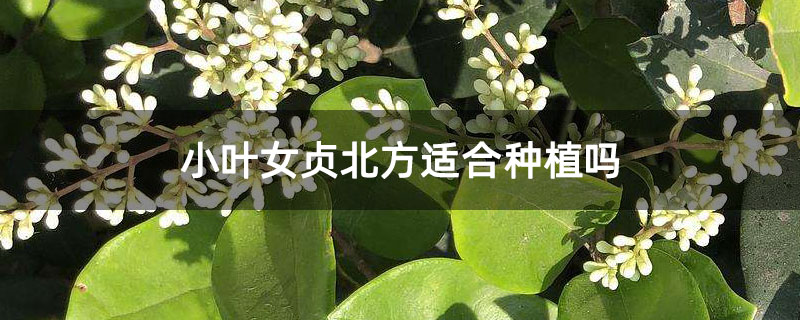 小葉女貞北方適合種植嗎