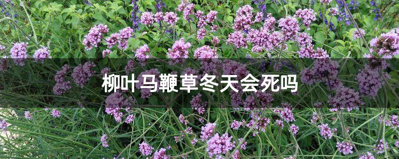 柳葉馬鞭草冬天會死嗎 柳葉馬鞭草冬天會死嗎