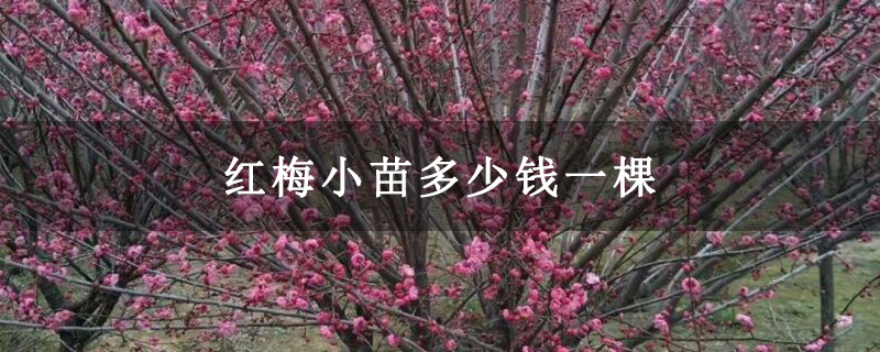 紅梅小苗多少錢(qián)一棵