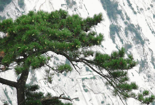 華山松