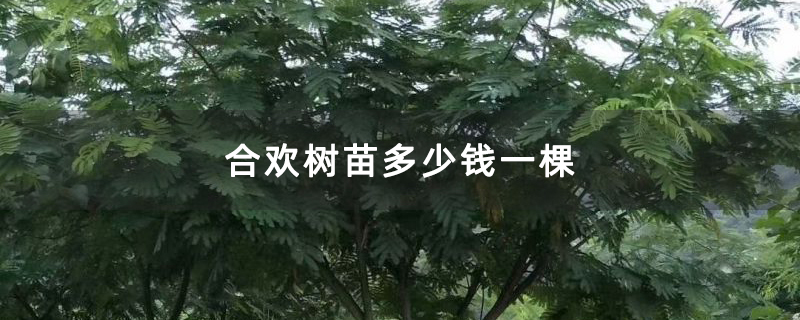 合歡樹苗多少錢一棵