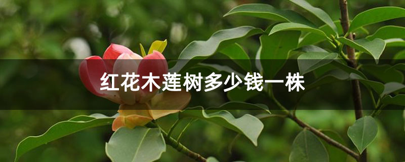 紅花木蓮樹(shù)多少錢(qián)一株