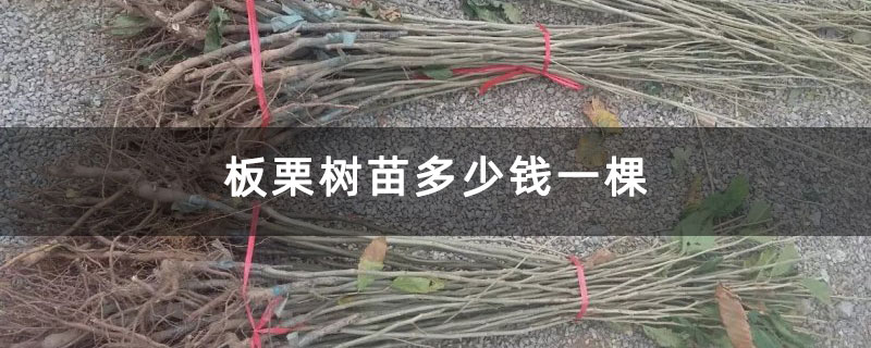 板栗樹(shù)苗多少錢一棵