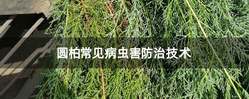 圓柏常見(jiàn)病蟲害防治技術(shù)