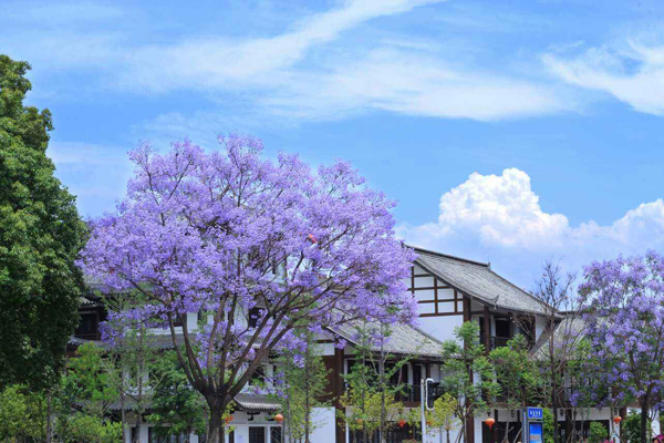 藍花楹