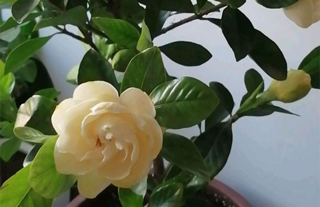 梔子花