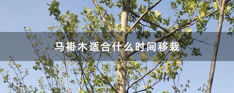 馬褂木大樹 馬褂木大樹