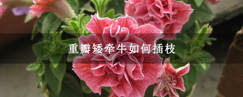 重瓣矮牽牛如何插枝 重瓣矮牽牛如何插枝