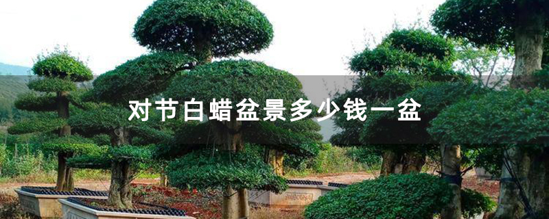 對節白蠟盆景多少錢一盆 對節白蠟盆景多少錢一盆