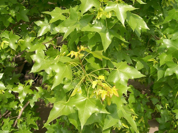 元寶楓苗