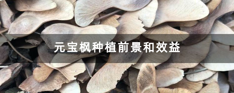 元寶楓種植前景和效益 元寶楓種植前景和效益