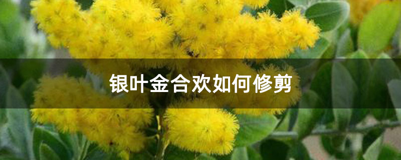 銀葉金合歡如何修剪 銀葉金合歡如何修剪