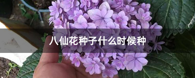 八仙花種子什么時(shí)候種