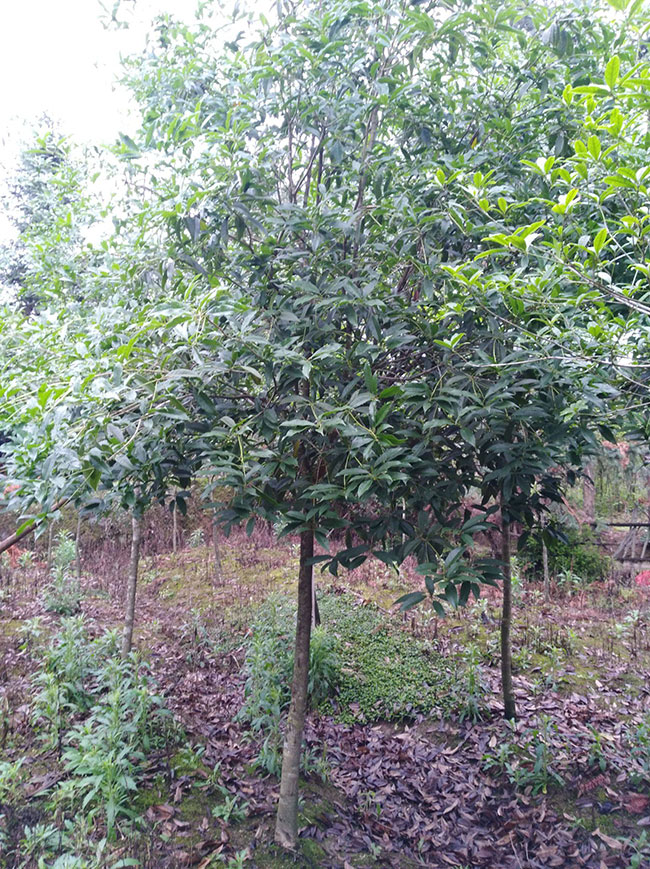 金桂價(jià)格多少錢一棵?金桂的種植方法