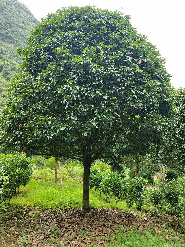 金桂價(jià)格多少錢一棵?金桂的種植方法