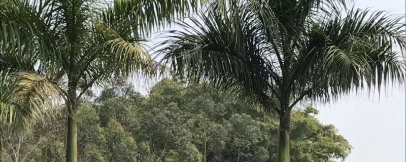 10米大王椰子樹價(jià)格多少錢一棵 10米大王椰子樹價(jià)格多少錢一棵