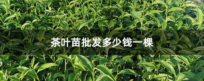 茶葉苗批發(fā)多少錢一棵 茶葉苗批發(fā)多少錢一棵