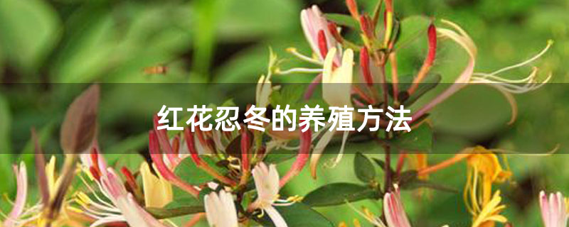 紅花忍冬的養(yǎng)殖方法