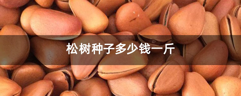 松樹種子多少錢一斤