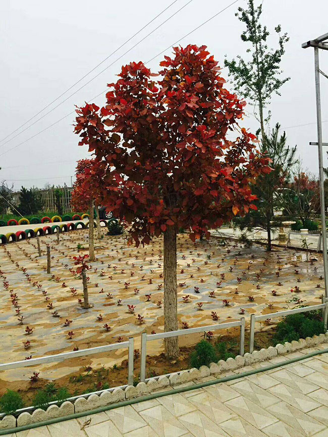 中華紅葉楊