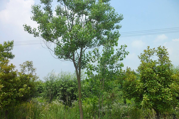 烏桕樹苗