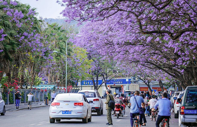 藍花楹怎么養?藍花楹種植方法簡介