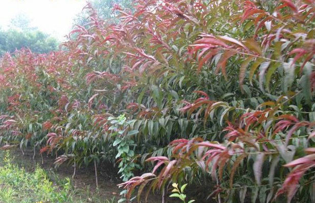 花灌木類.jpg