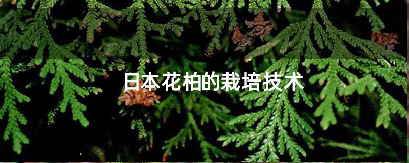 日本花柏的栽培技術(shù)
