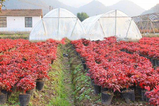 紫葉紅櫨繁殖方法