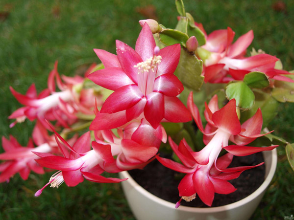 紅花蟹爪蘭