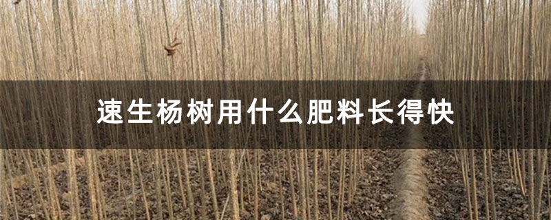 速生楊樹(shù)用什么肥料長(zhǎng)得快